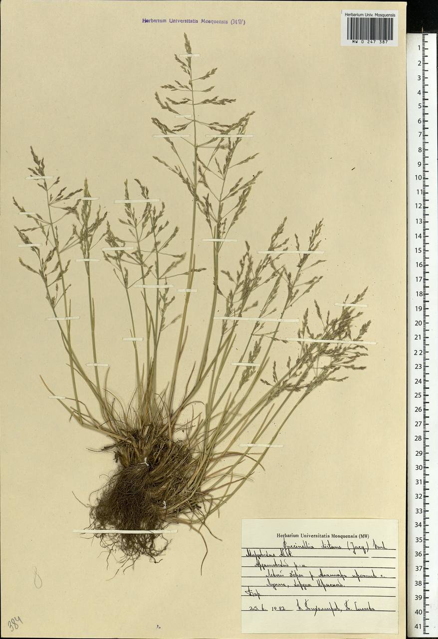 Puccinellia distans (Jacq.) Parl., Eastern Europe, Middle Volga region (E8) (Russia)