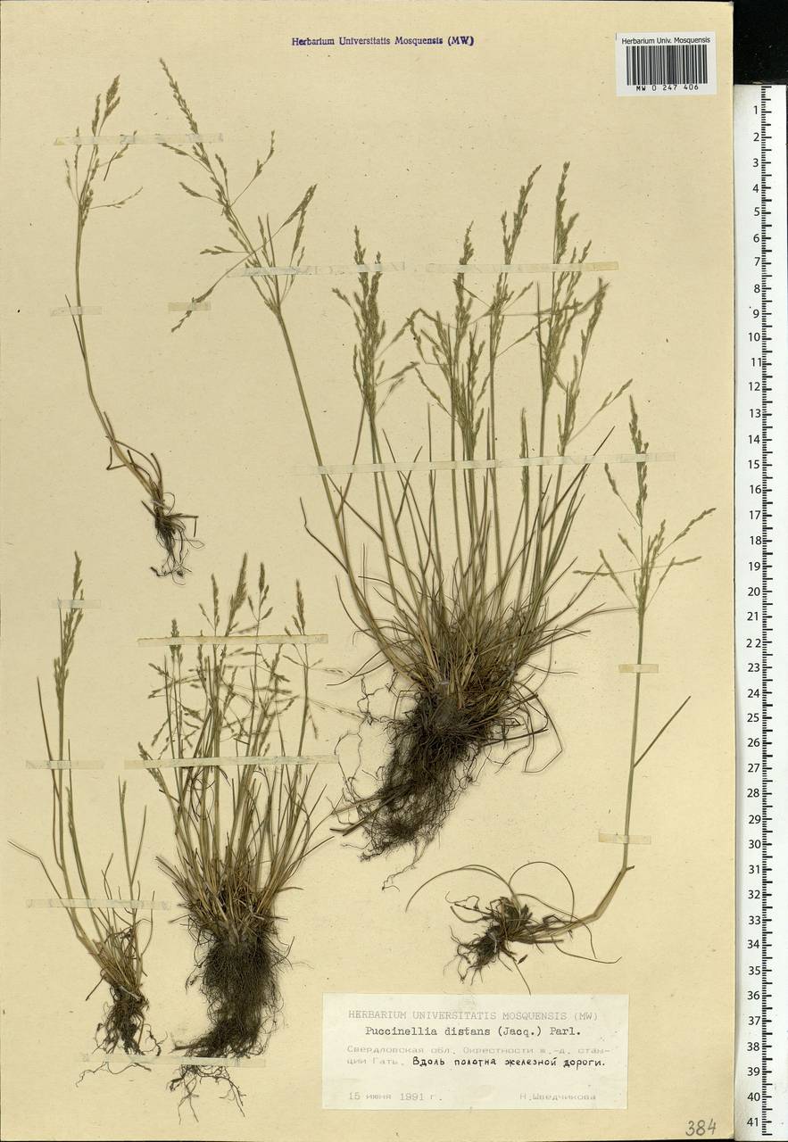 Puccinellia distans (Jacq.) Parl., Eastern Europe, Eastern region (E10) (Russia)