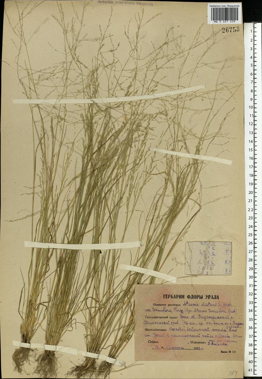 Puccinellia distans (Jacq.) Parl., Eastern Europe, Eastern region (E10) (Russia)