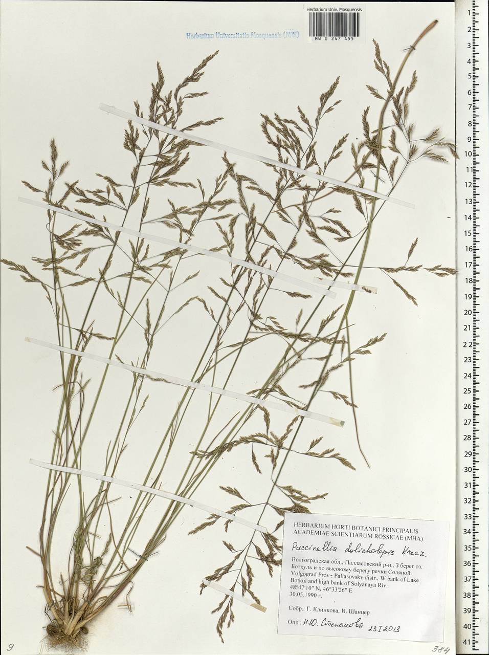 Puccinellia dolicholepis (V.I.Krecz.) Pavlov, Eastern Europe, Lower Volga region (E9) (Russia)