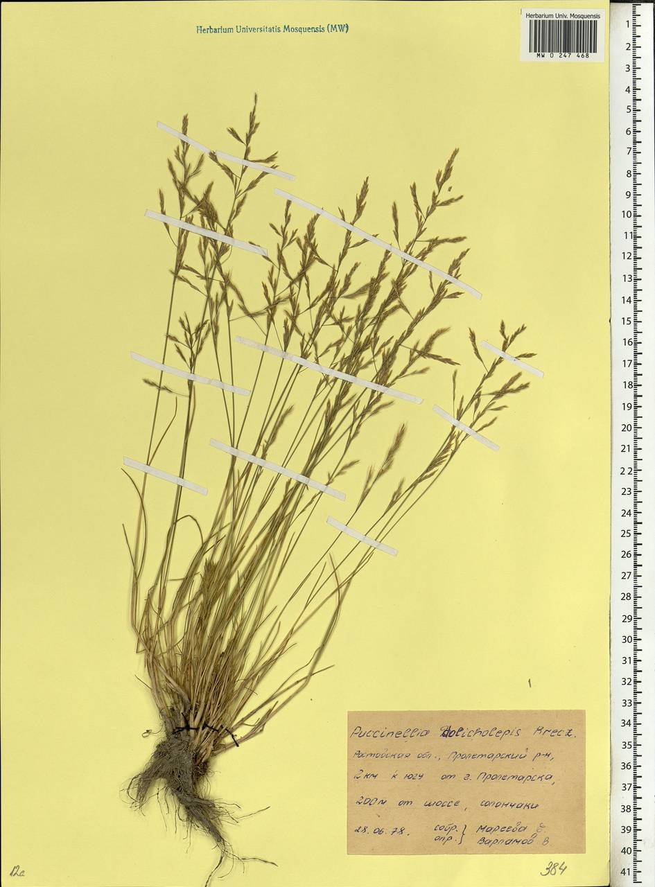 Puccinellia dolicholepis (V.I.Krecz.) Pavlov, Eastern Europe, Rostov Oblast (E12a) (Russia)