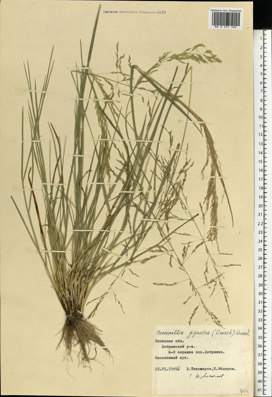 Puccinellia gigantea (Grossh.) Grossh., Eastern Europe, Central forest-and-steppe region (E6) (Russia)
