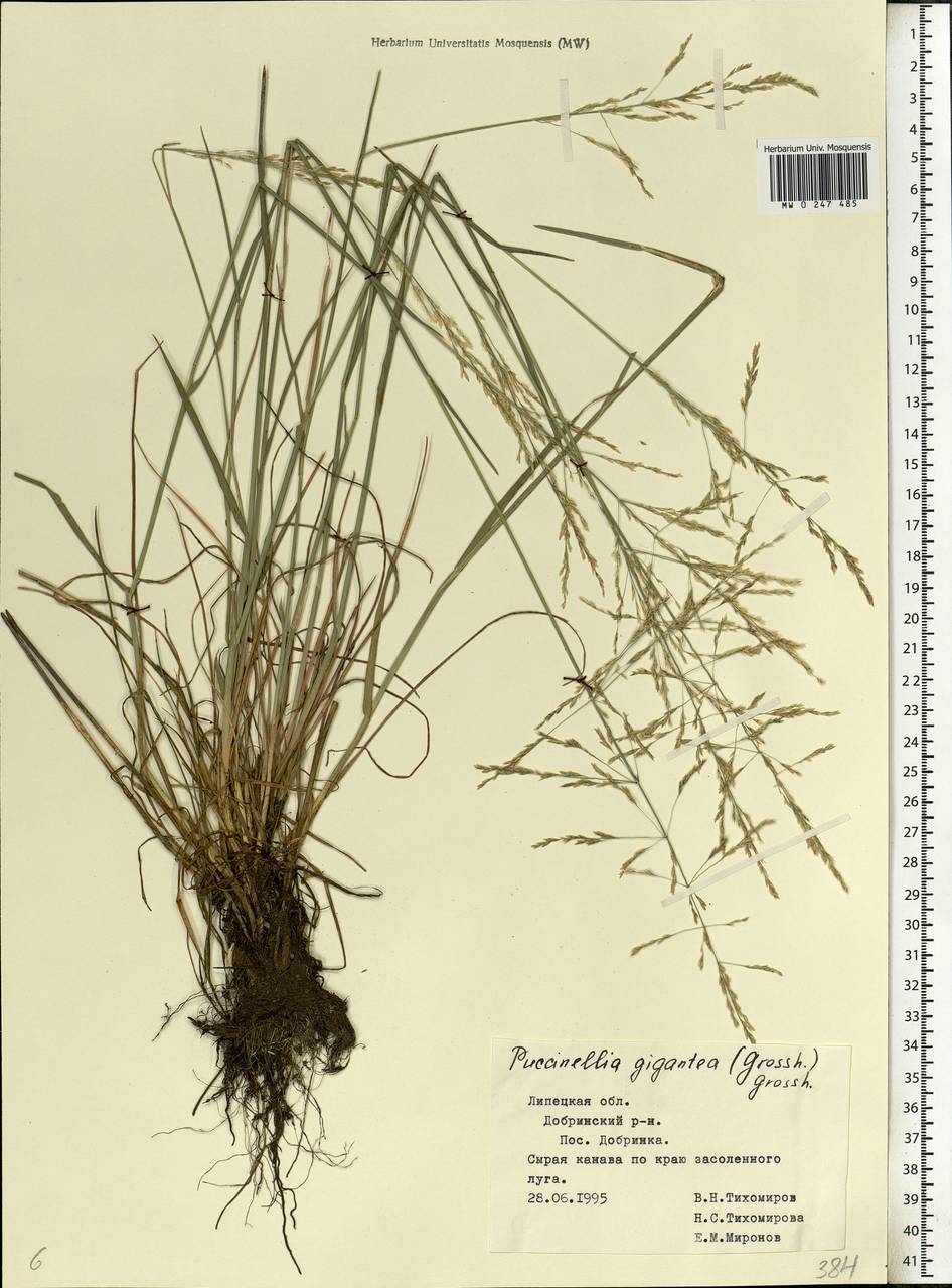 Puccinellia gigantea (Grossh.) Grossh., Eastern Europe, Central forest-and-steppe region (E6) (Russia)