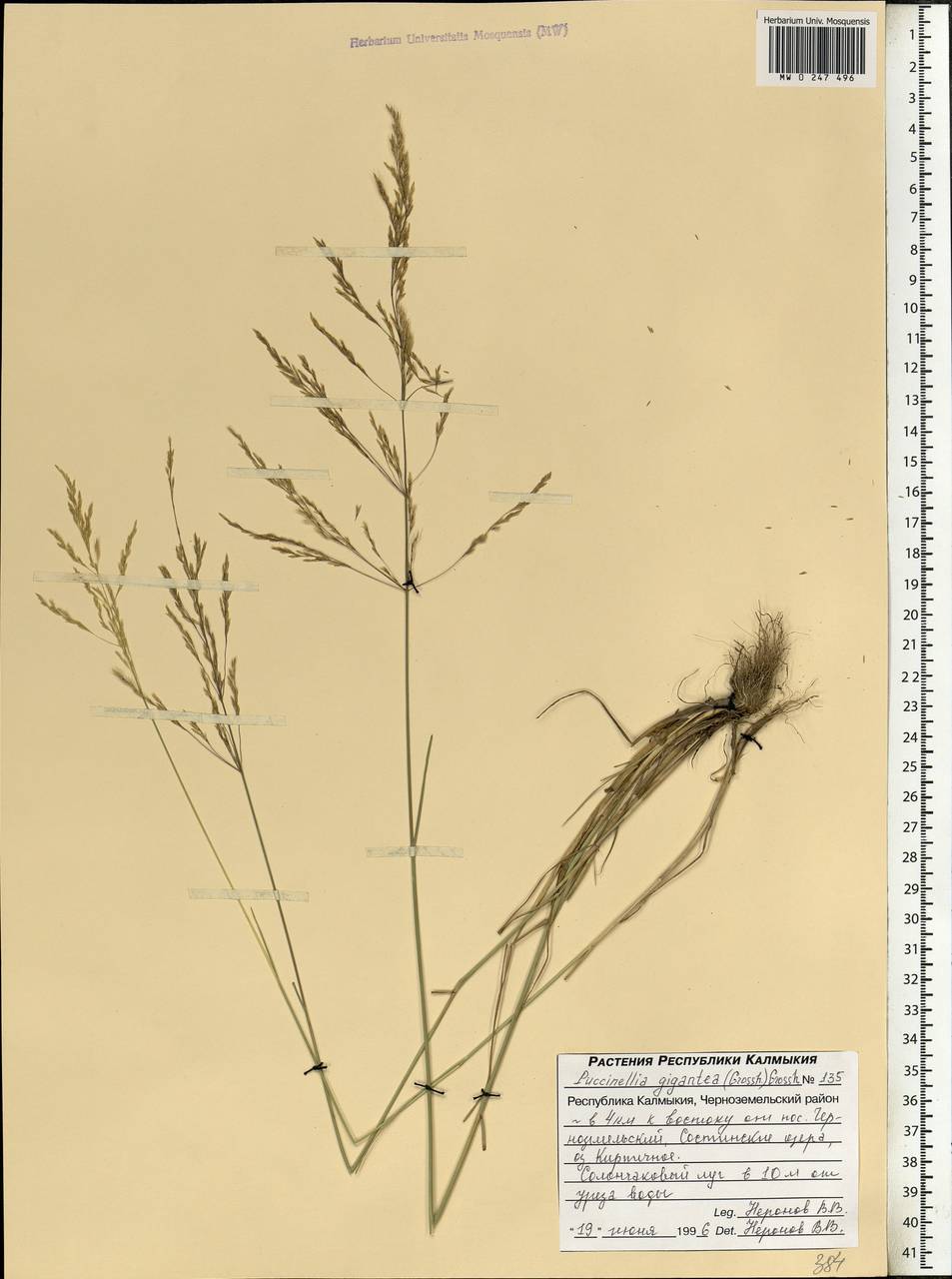 Puccinellia gigantea (Grossh.) Grossh., Eastern Europe, Lower Volga region (E9) (Russia)