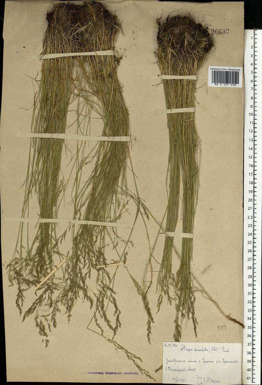 Puccinellia gigantea (Grossh.) Grossh., Eastern Europe, Eastern region (E10) (Russia)