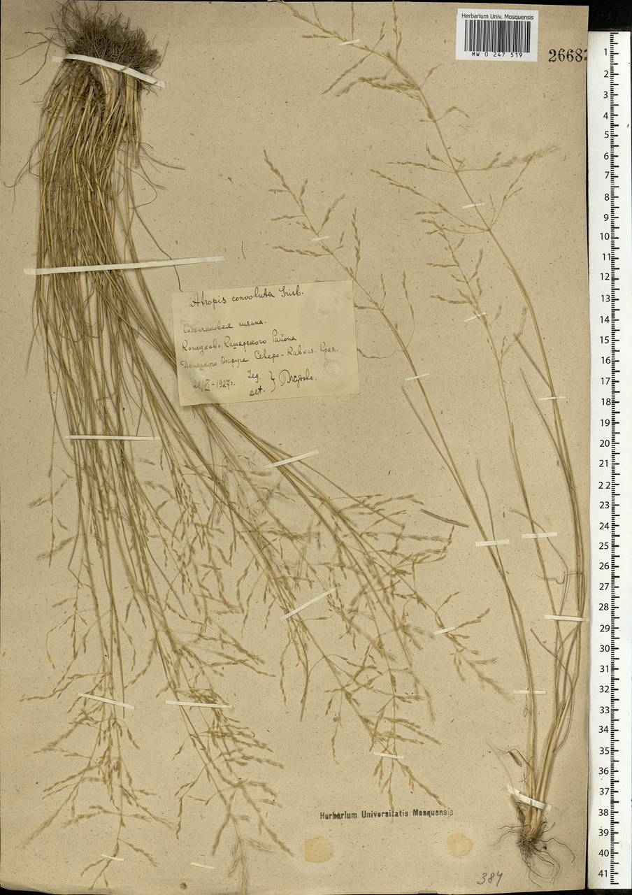 Puccinellia gigantea (Grossh.) Grossh., Eastern Europe, Rostov Oblast (E12a) (Russia)