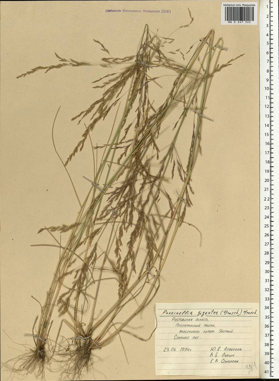 Puccinellia gigantea (Grossh.) Grossh., Eastern Europe, Rostov Oblast (E12a) (Russia)