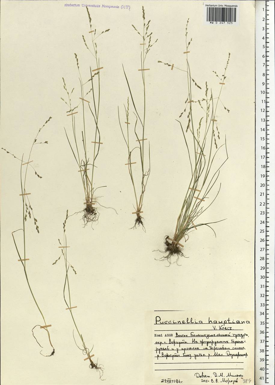 Puccinellia hauptiana (V.I.Krecz.) Kitag., Eastern Europe, Northern region (E1) (Russia)