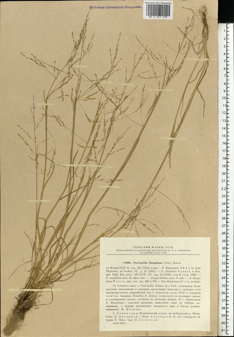 Puccinellia hauptiana (V.I.Krecz.) Kitag., Eastern Europe, North-Western region (E2) (Russia)