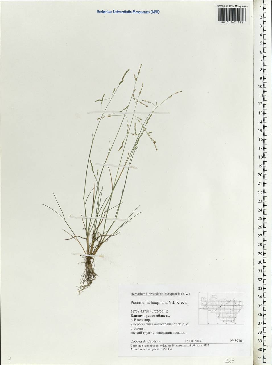 Puccinellia hauptiana (V.I.Krecz.) Kitag., Eastern Europe, Central region (E4) (Russia)