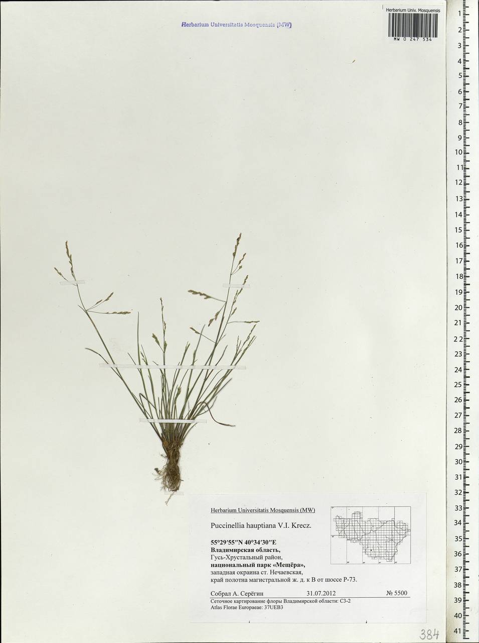 Puccinellia hauptiana (V.I.Krecz.) Kitag., Eastern Europe, Central region (E4) (Russia)