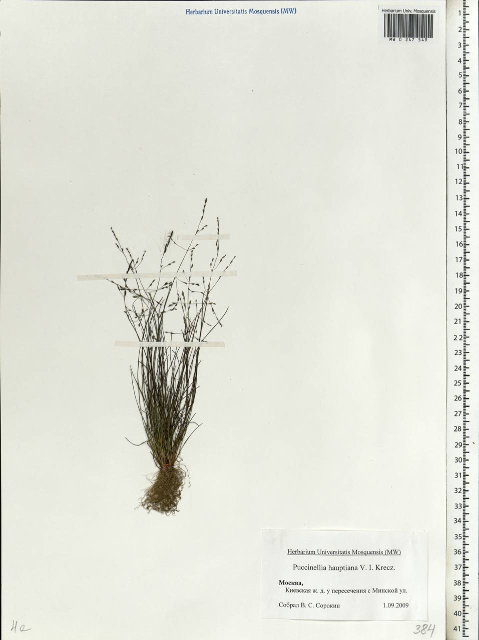 Puccinellia hauptiana (V.I.Krecz.) Kitag., Eastern Europe, Moscow region (E4a) (Russia)
