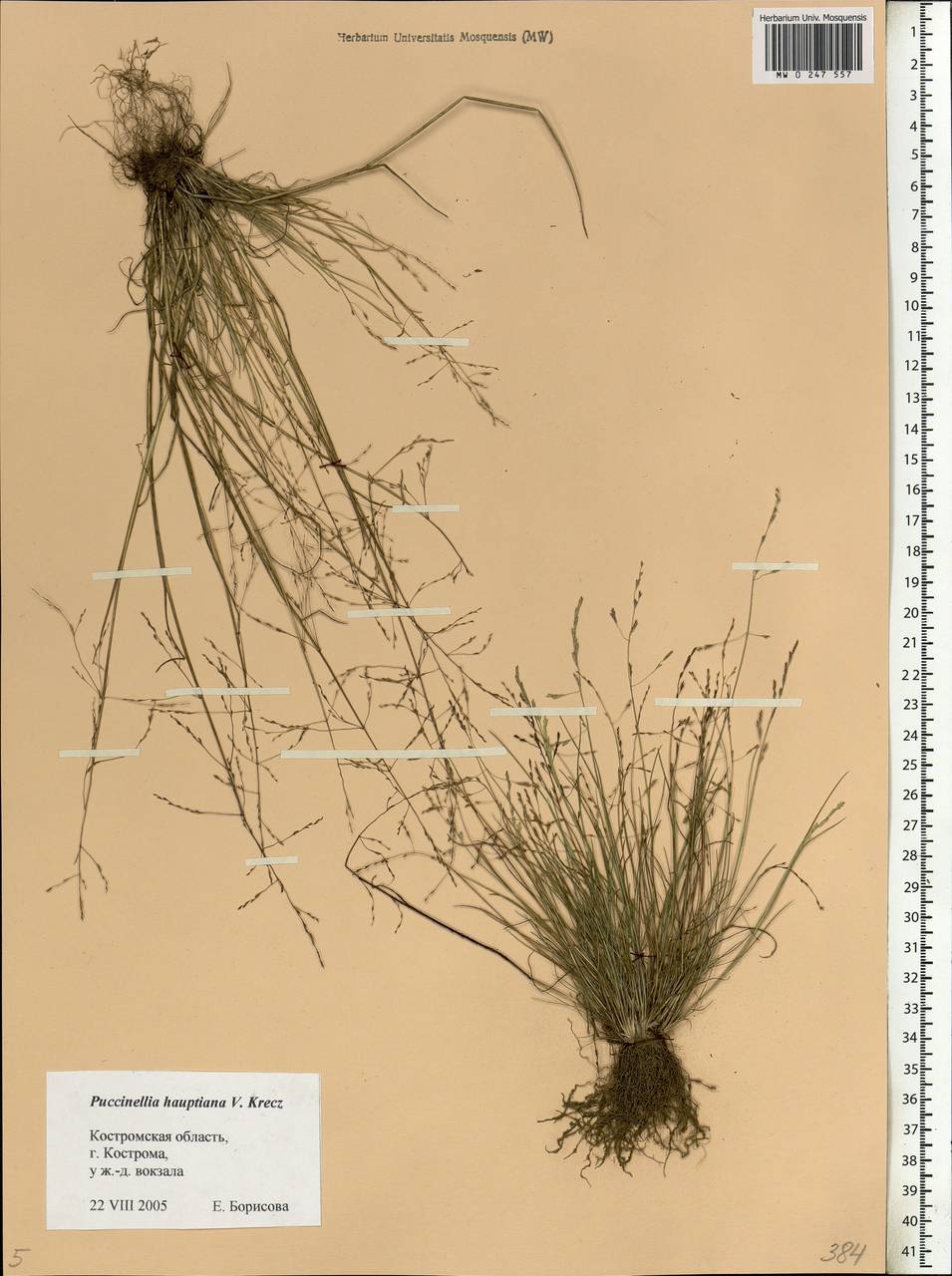 Puccinellia hauptiana (V.I.Krecz.) Kitag., Eastern Europe, Central forest region (E5) (Russia)