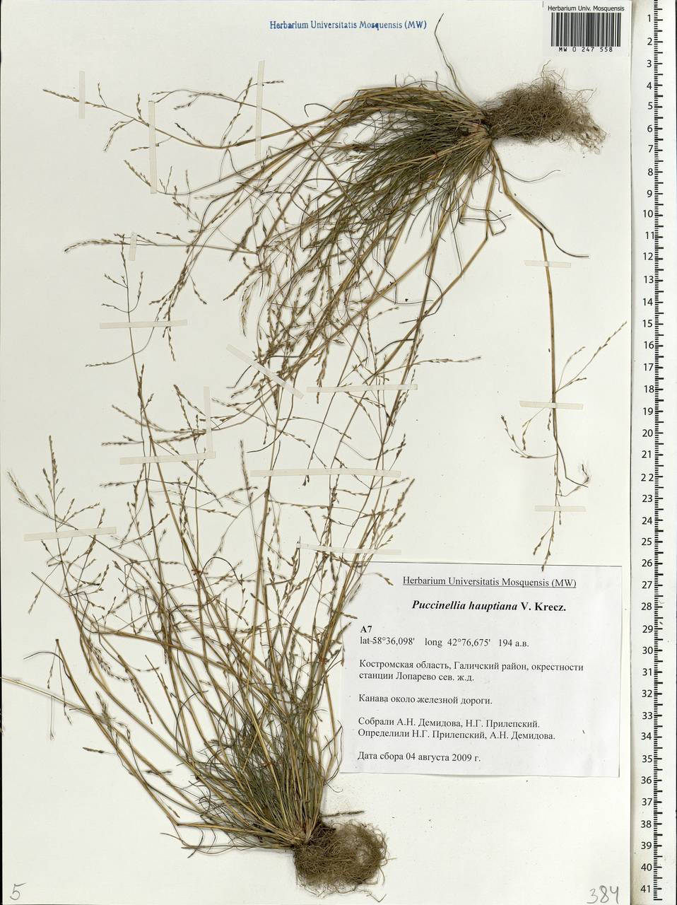 Puccinellia hauptiana (V.I.Krecz.) Kitag., Eastern Europe, Central forest region (E5) (Russia)