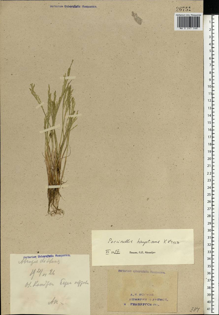Puccinellia hauptiana (V.I.Krecz.) Kitag., Eastern Europe, Eastern region (E10) (Russia)