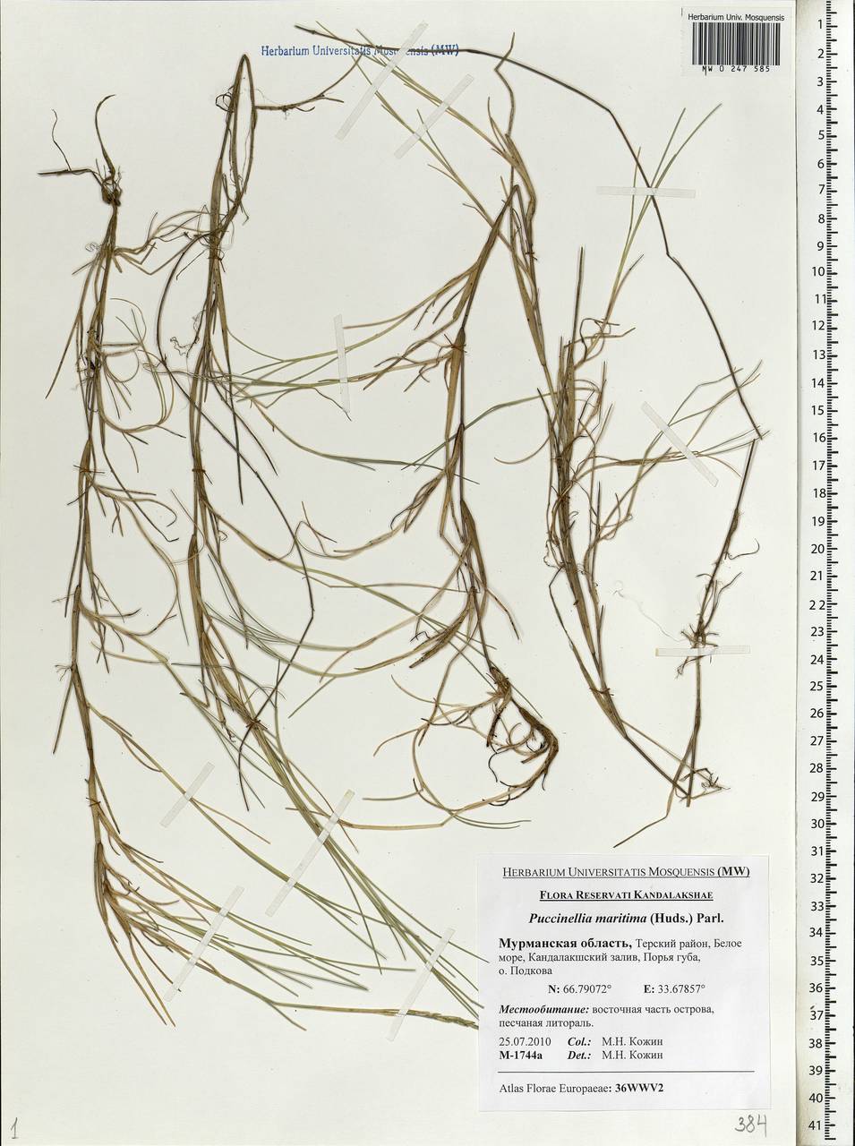 Puccinellia maritima (Huds.) Parl., Eastern Europe, Northern region (E1) (Russia)