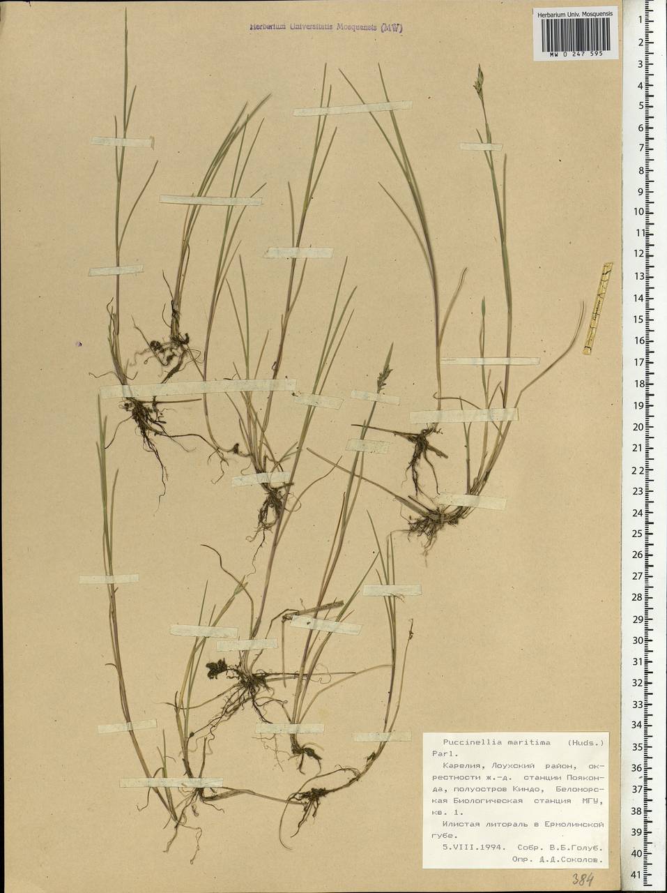 Puccinellia maritima (Huds.) Parl., Eastern Europe, Northern region (E1) (Russia)