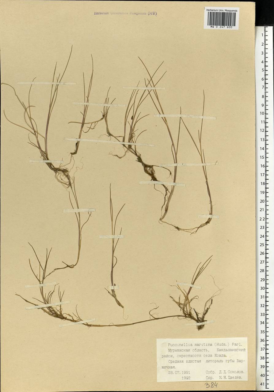 Puccinellia maritima (Huds.) Parl., Eastern Europe, Northern region (E1) (Russia)