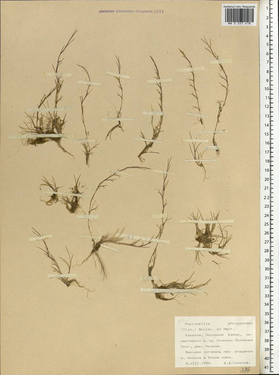 Puccinellia phryganodes (Trin.) Scribn. & Merr., Eastern Europe, Northern region (E1) (Russia)