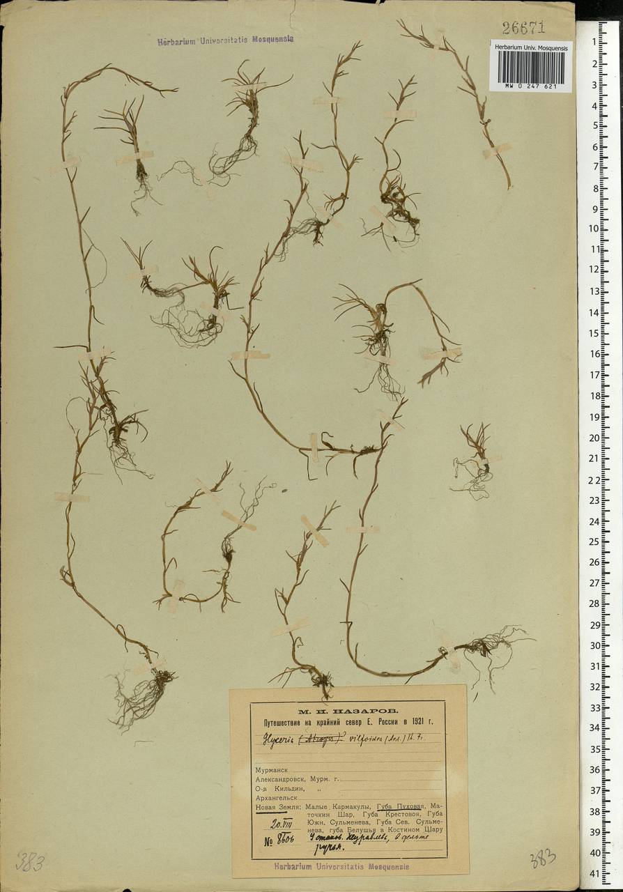 Puccinellia phryganodes (Trin.) Scribn. & Merr., Eastern Europe, Northern region (E1) (Russia)