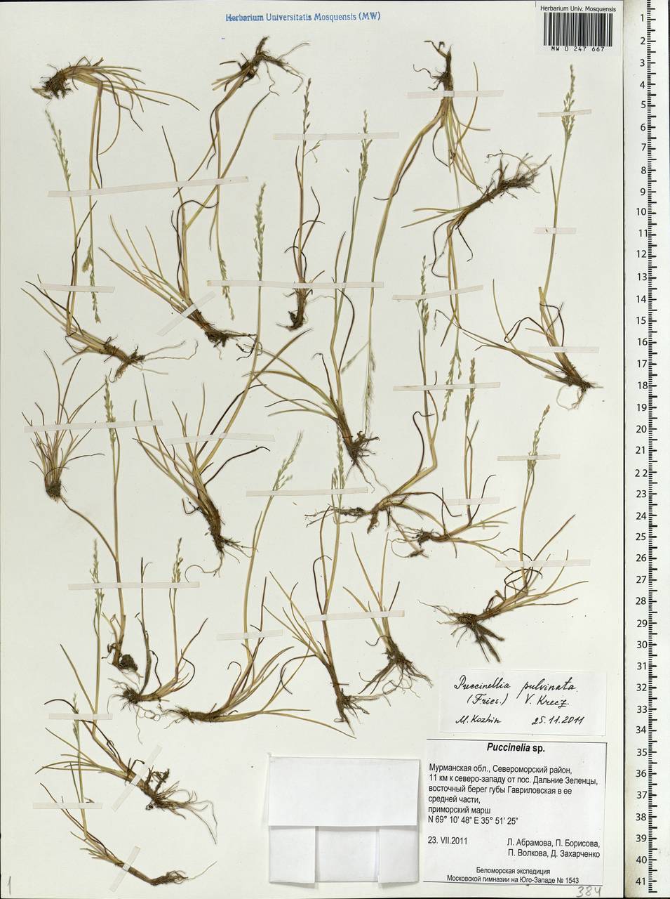 Puccinellia capillaris subsp. pulvinata (Fr.) Tzvelev, Eastern Europe, Northern region (E1) (Russia)