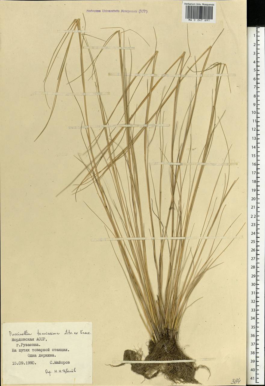 Puccinellia tenuissima (Litv. ex V.I.Krecz.) Pavlov, Eastern Europe, Middle Volga region (E8) (Russia)