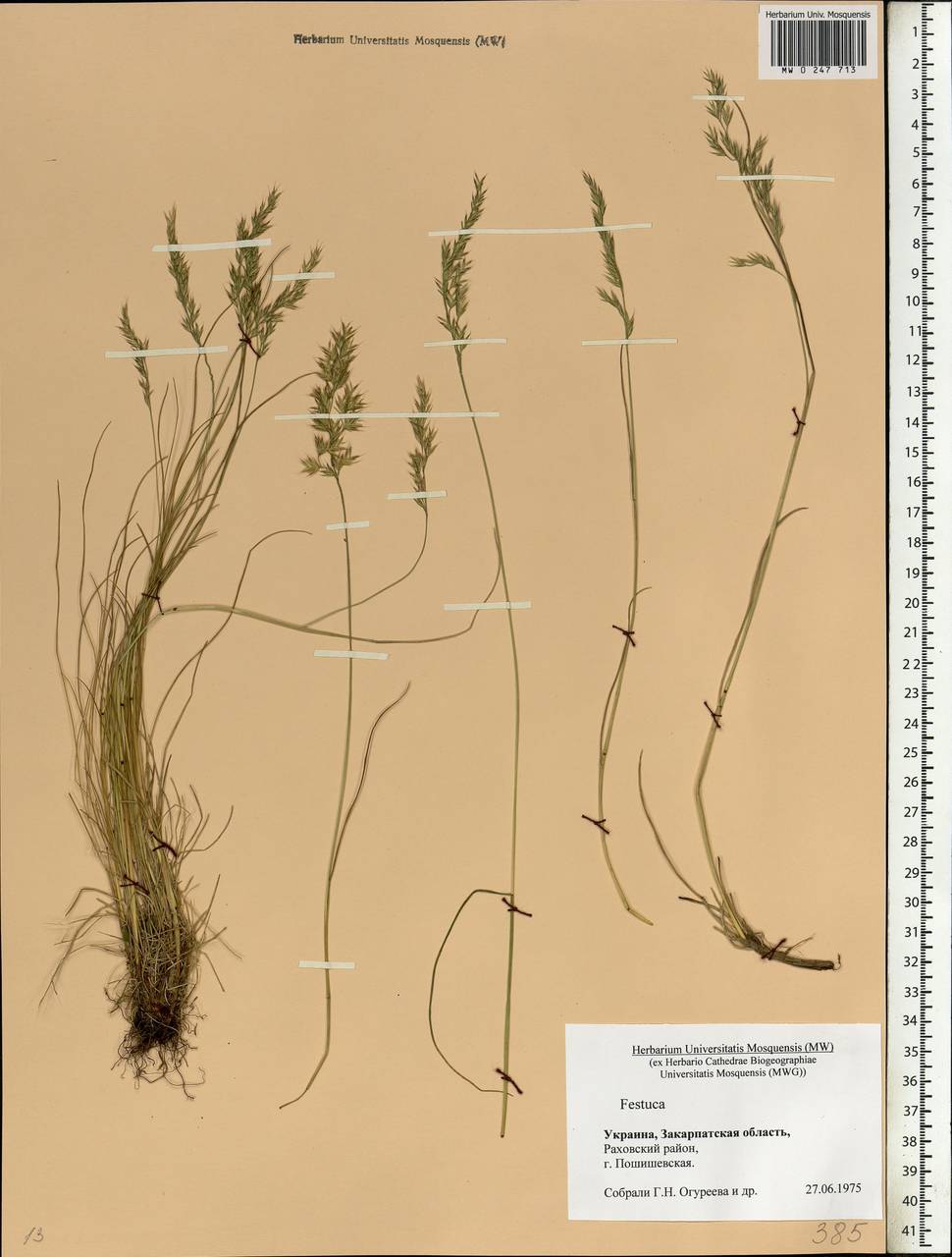 Festuca, Eastern Europe, West Ukrainian region (E13) (Ukraine)