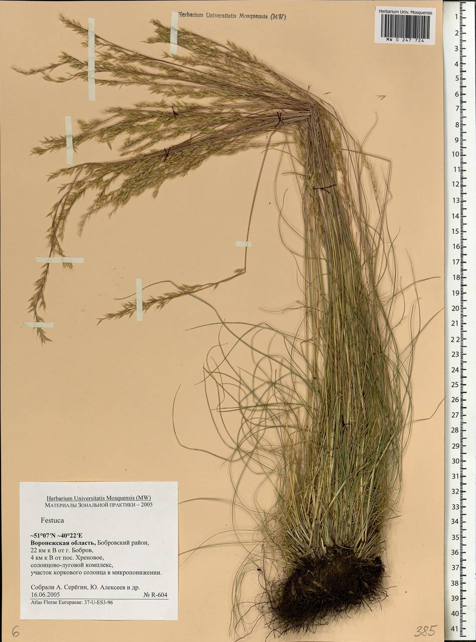 Festuca, Eastern Europe, Central forest-and-steppe region (E6) (Russia)
