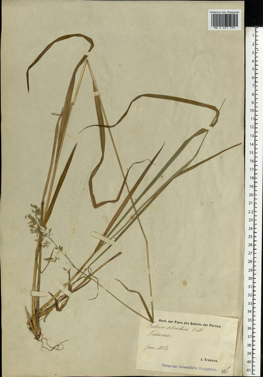 Festuca altissima All., Eastern Europe, Estonia (E2c) (Estonia)