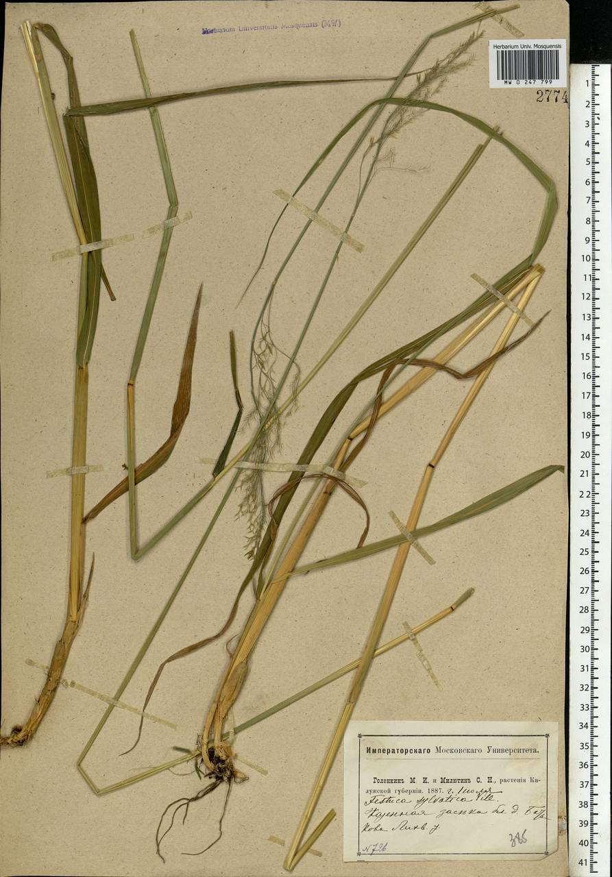 Festuca altissima All., Eastern Europe, Central region (E4) (Russia)