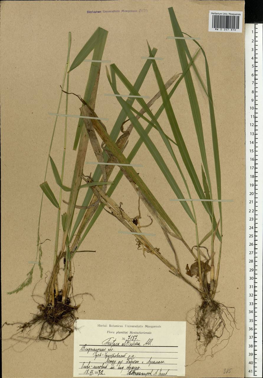 Festuca altissima All., Eastern Europe, Central region (E4) (Russia)
