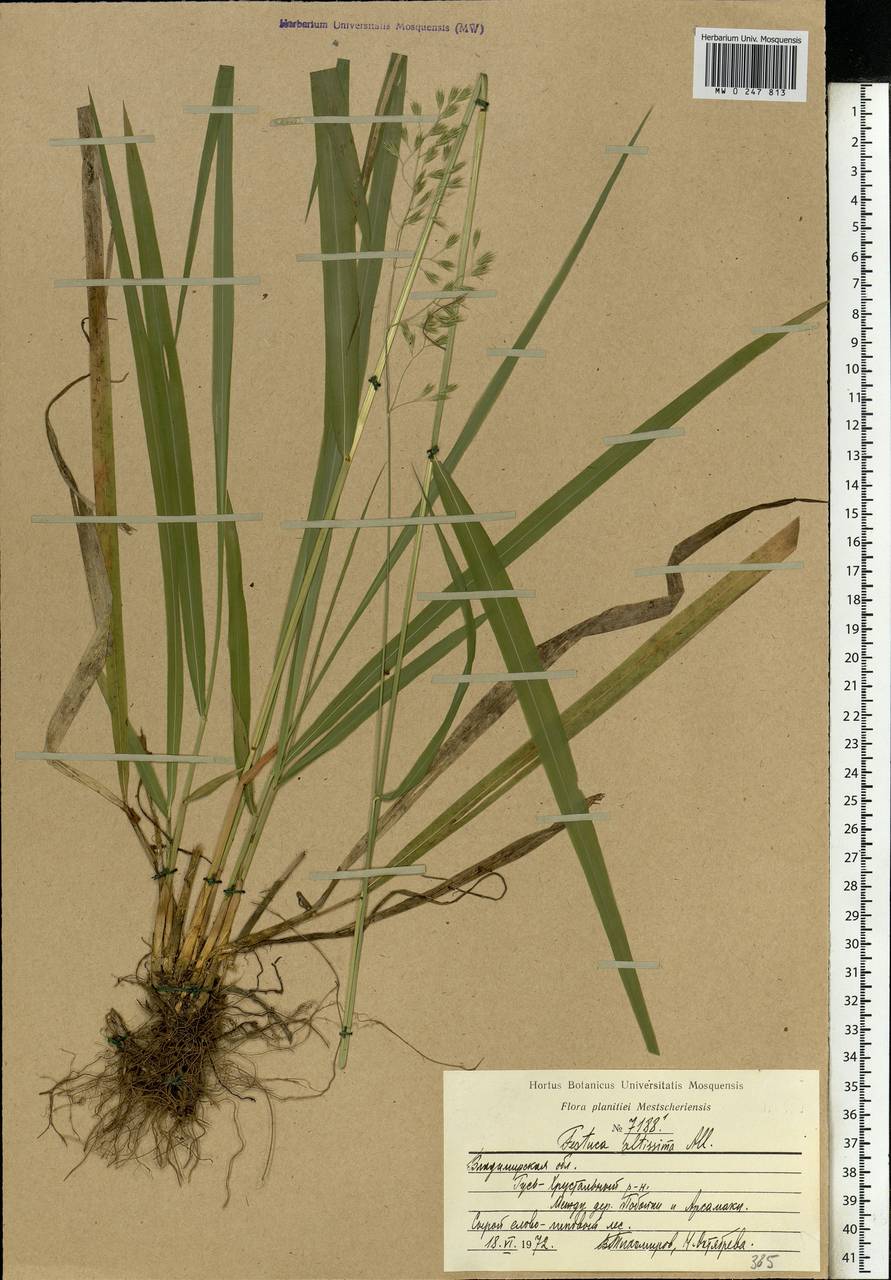 MW0247813, Festuca altissima (Овсяница высочайшая), specimen Festuca altissima All., Eastern Europe, Central region (E4) (Russia)