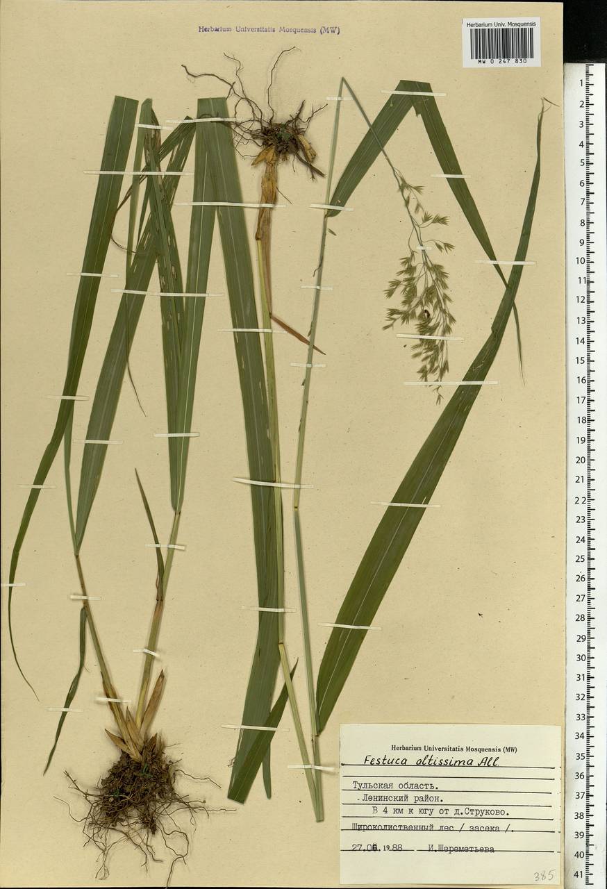 Festuca altissima All., Eastern Europe, Central region (E4) (Russia)