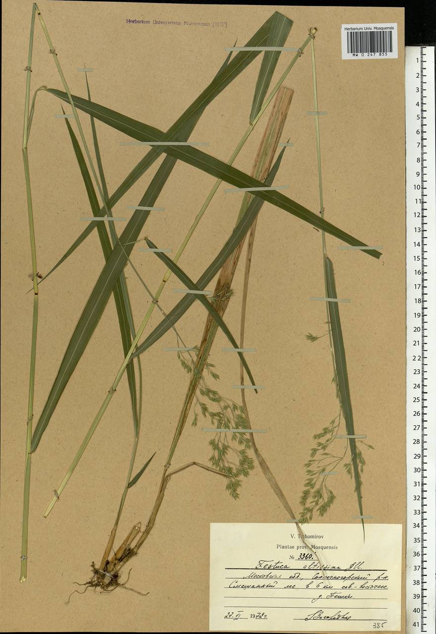 Festuca altissima All., Eastern Europe, Moscow region (E4a) (Russia)