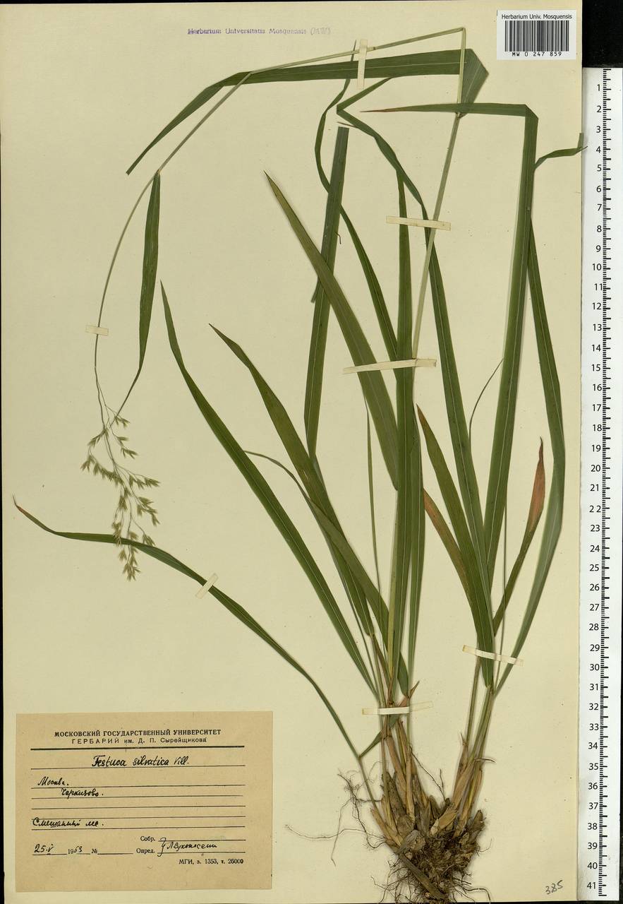 Festuca altissima All., Eastern Europe, Moscow region (E4a) (Russia)