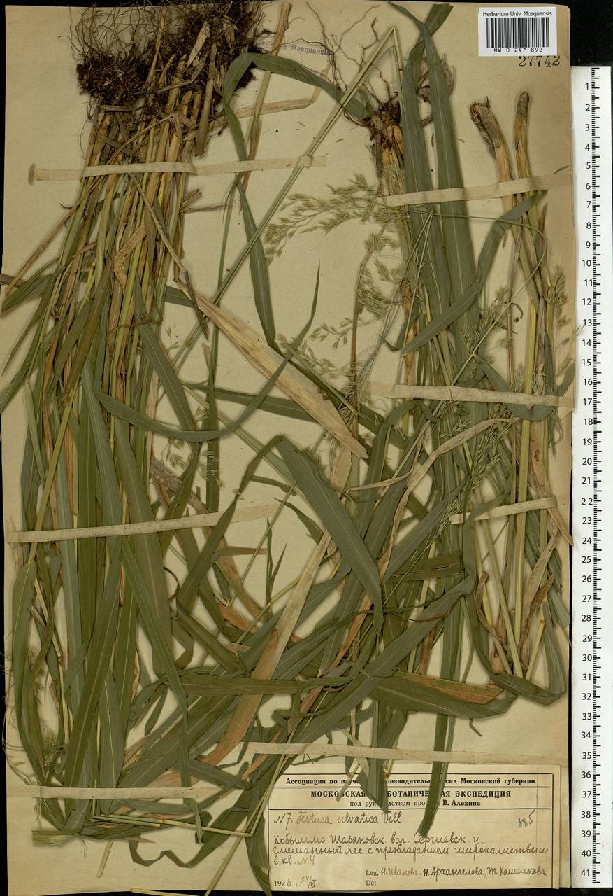 Festuca altissima All., Eastern Europe, Moscow region (E4a) (Russia)