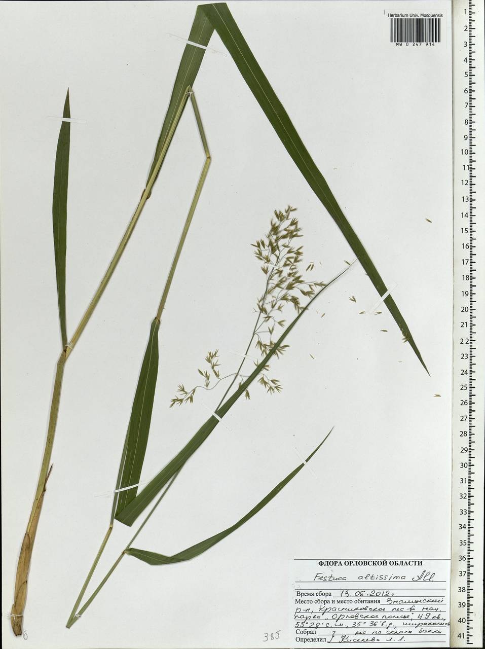 Festuca altissima All., Eastern Europe, Central forest-and-steppe region (E6) (Russia)