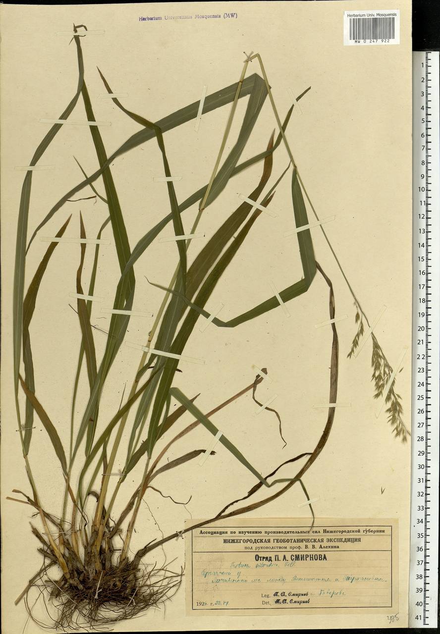 Festuca altissima All., Eastern Europe, Volga-Kama region (E7) (Russia)
