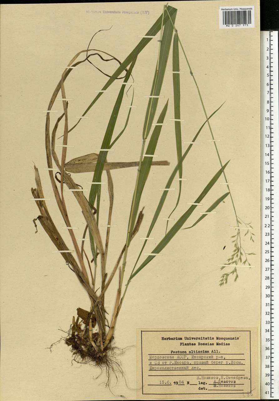 Festuca altissima All., Eastern Europe, Middle Volga region (E8) (Russia)