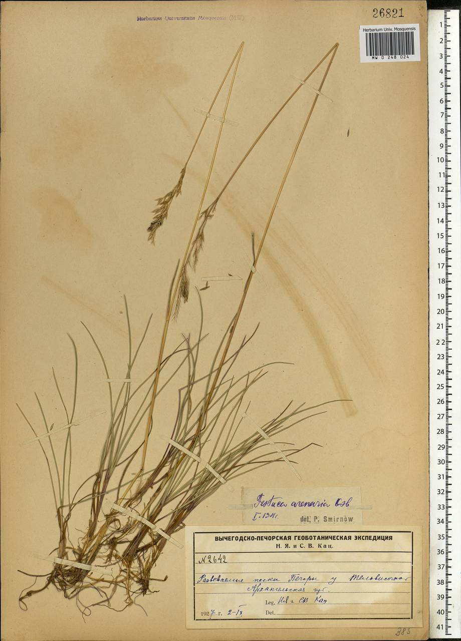 Festuca rubra L., Eastern Europe, Northern region (E1) (Russia)