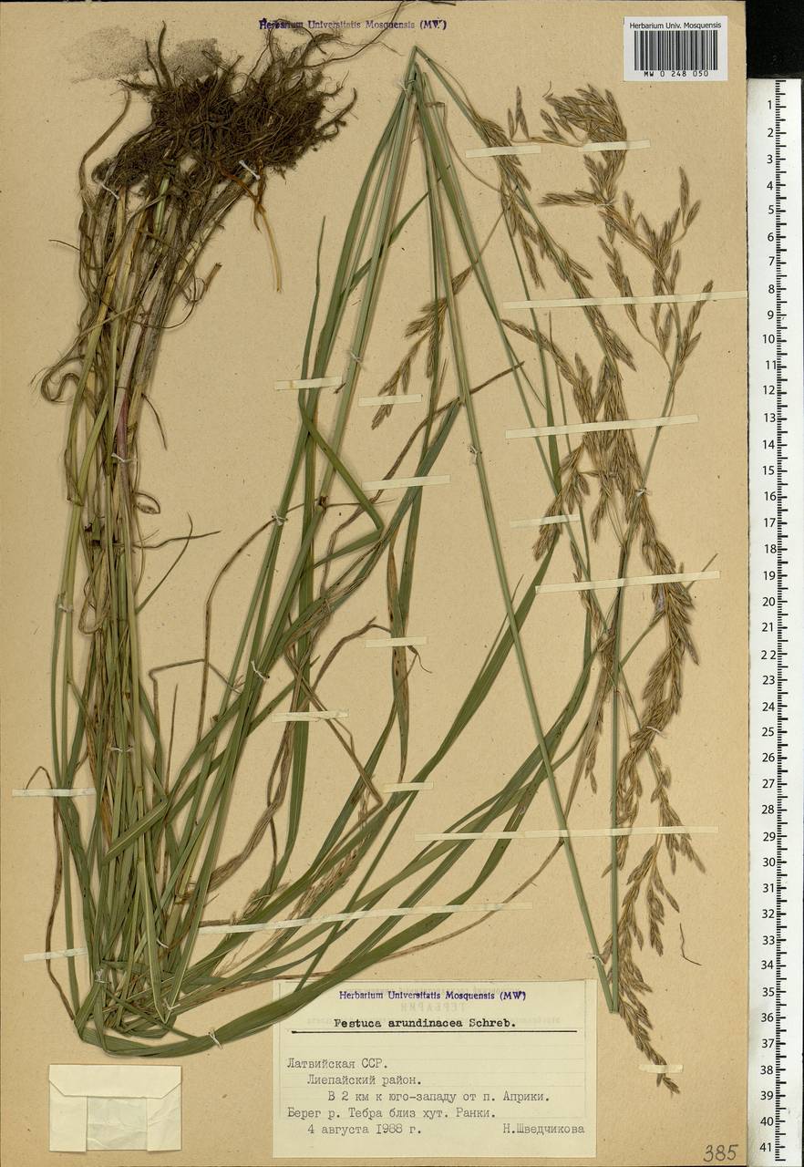 Festuca arundinacea Schreb. , nom. cons., Eastern Europe, Latvia (E2b) (Latvia)