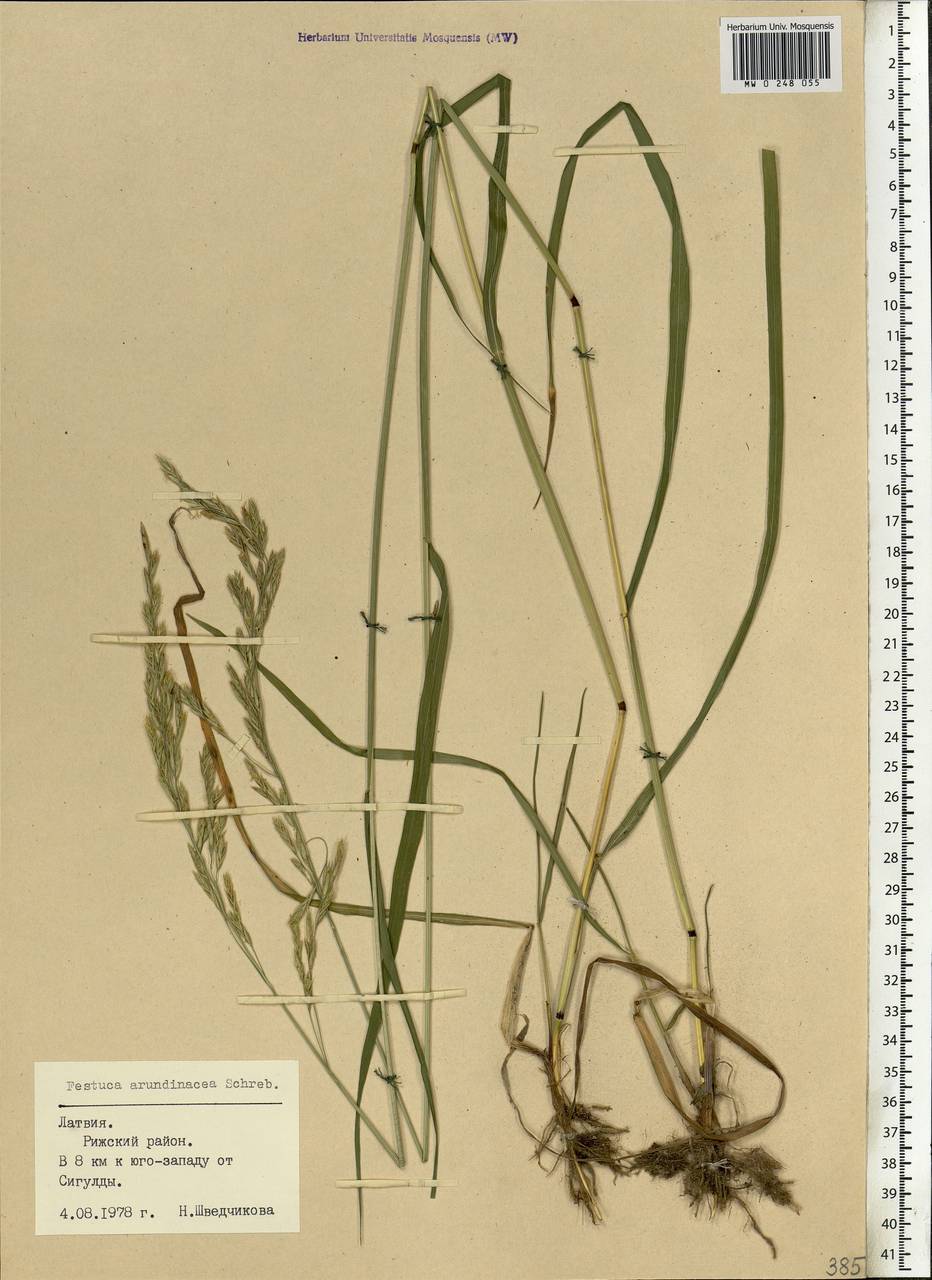 Festuca arundinacea Schreb. , nom. cons., Eastern Europe, Latvia (E2b) (Latvia)