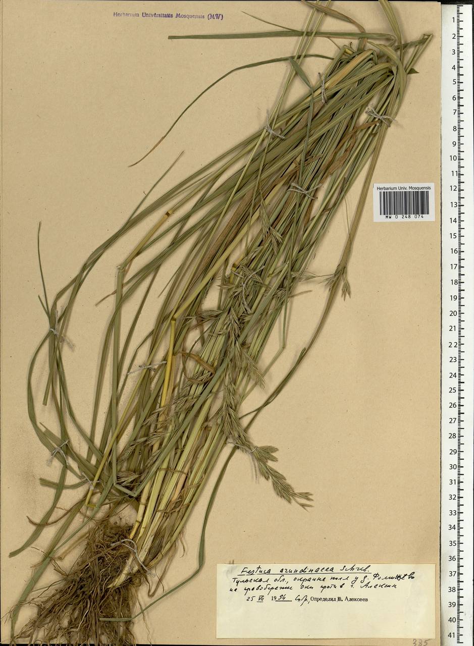 Festuca arundinacea Schreb. , nom. cons., Eastern Europe, Central region (E4) (Russia)