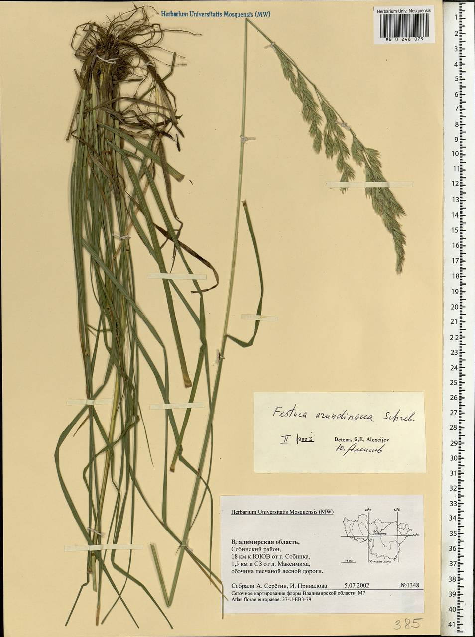 Festuca arundinacea Schreb. , nom. cons., Eastern Europe, Central region (E4) (Russia)