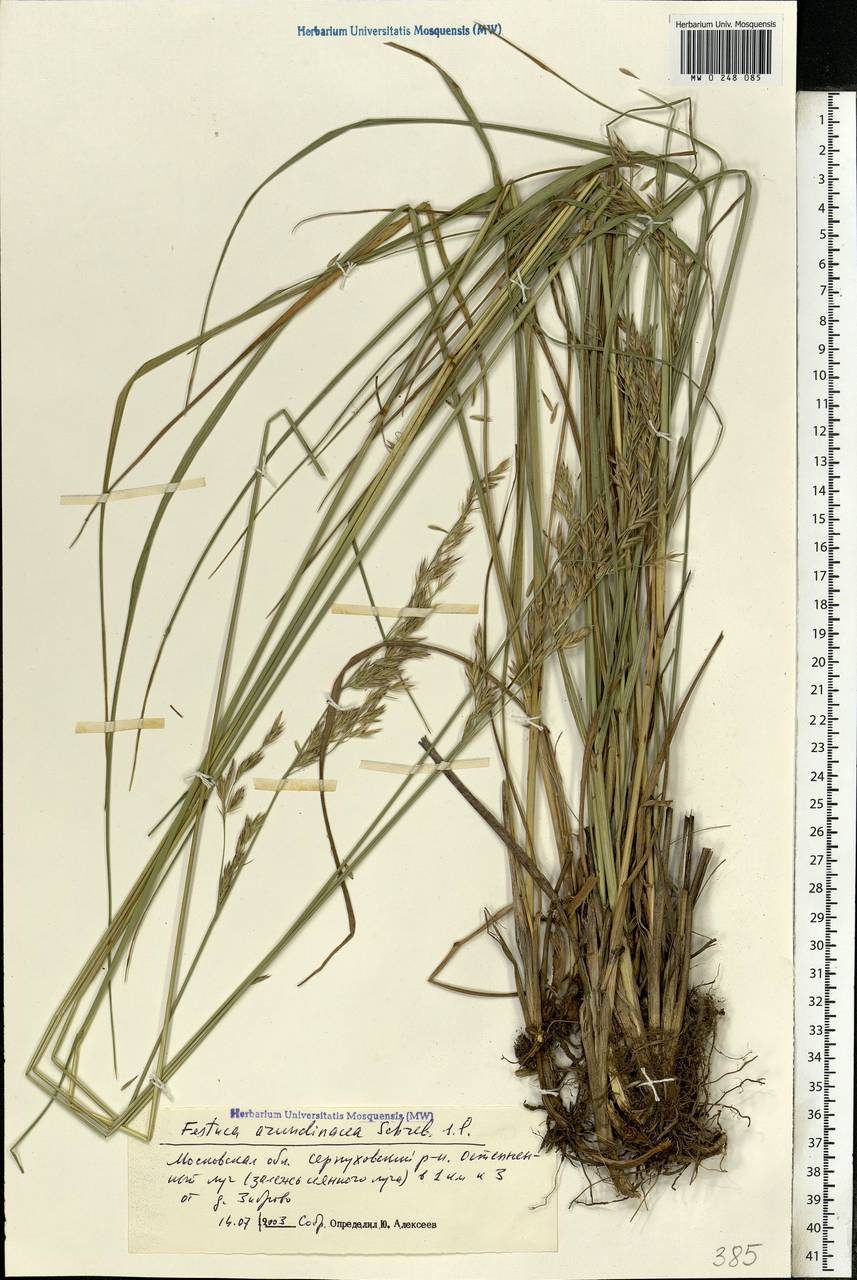 Festuca arundinacea Schreb. , nom. cons., Eastern Europe, Moscow region (E4a) (Russia)