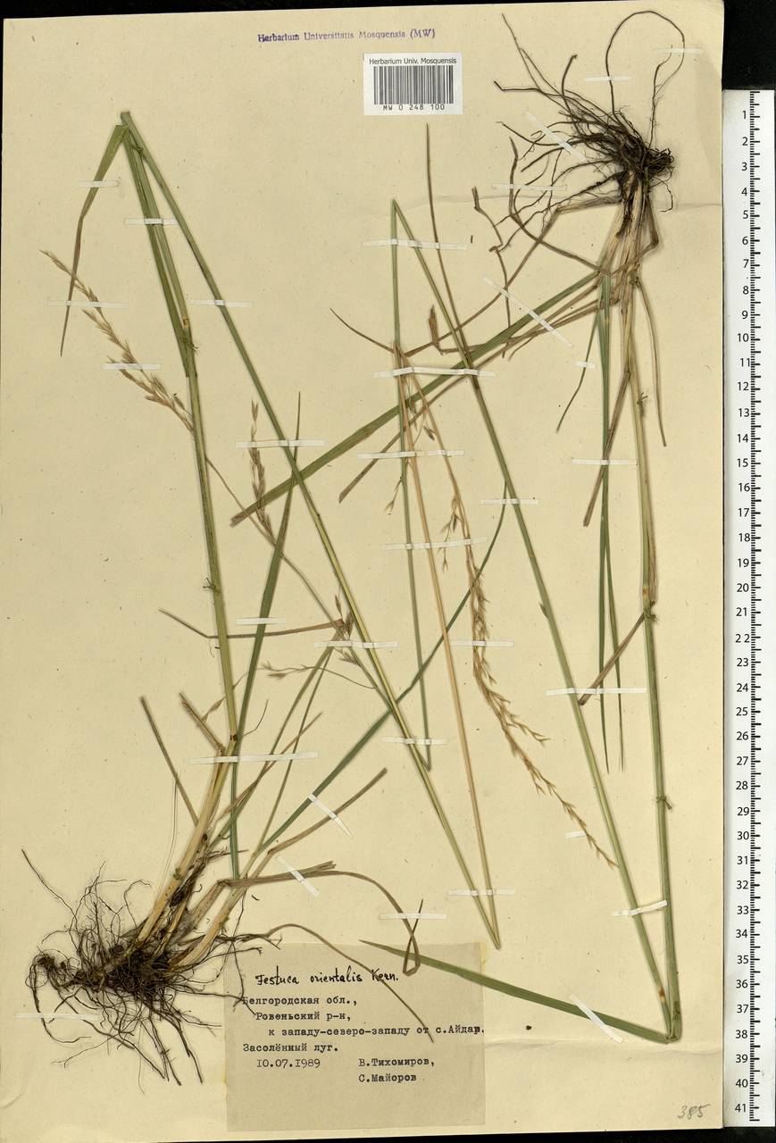 Festuca arundinacea Schreb. , nom. cons., Eastern Europe, Central forest-and-steppe region (E6) (Russia)