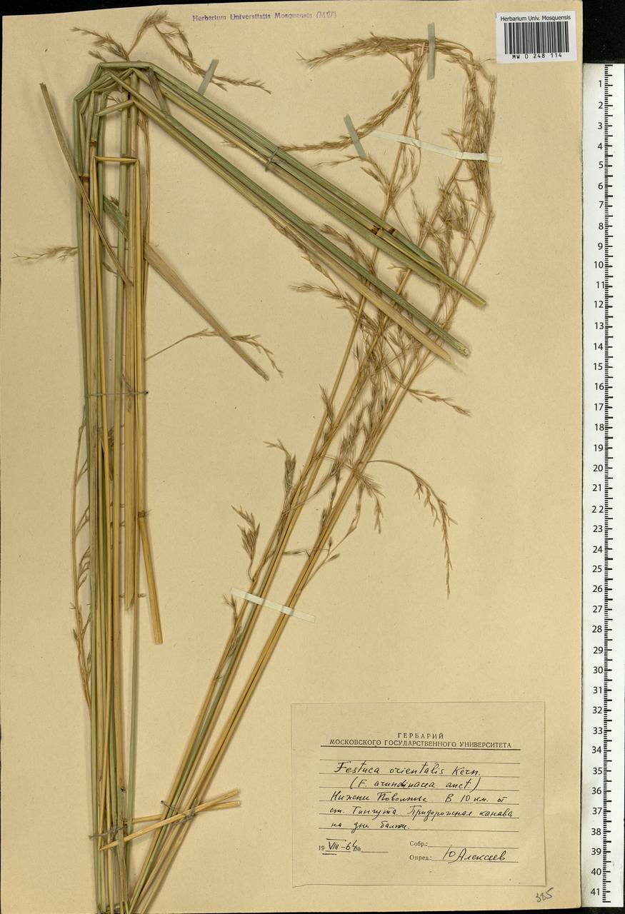 Festuca arundinacea Schreb. , nom. cons., Eastern Europe, Lower Volga region (E9) (Russia)