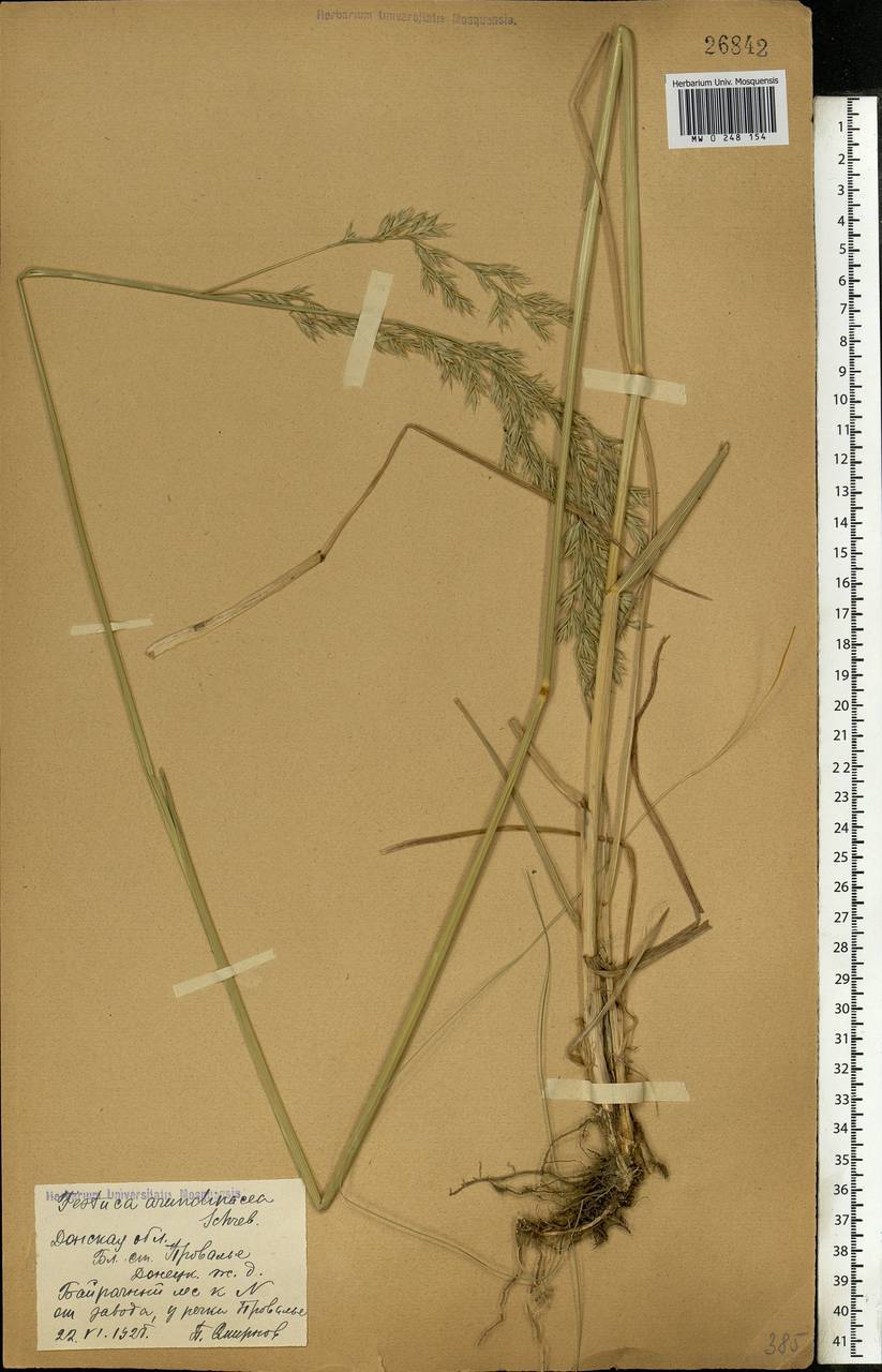 Festuca arundinacea Schreb. , nom. cons., Eastern Europe, North Ukrainian region (E11) (Ukraine)