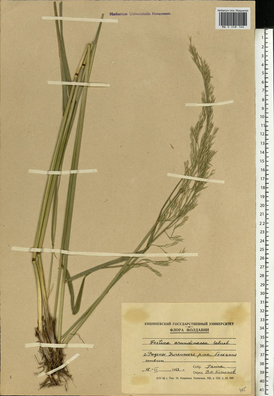 Festuca arundinacea Schreb. , nom. cons., Eastern Europe, Moldova (E13a) (Moldova)