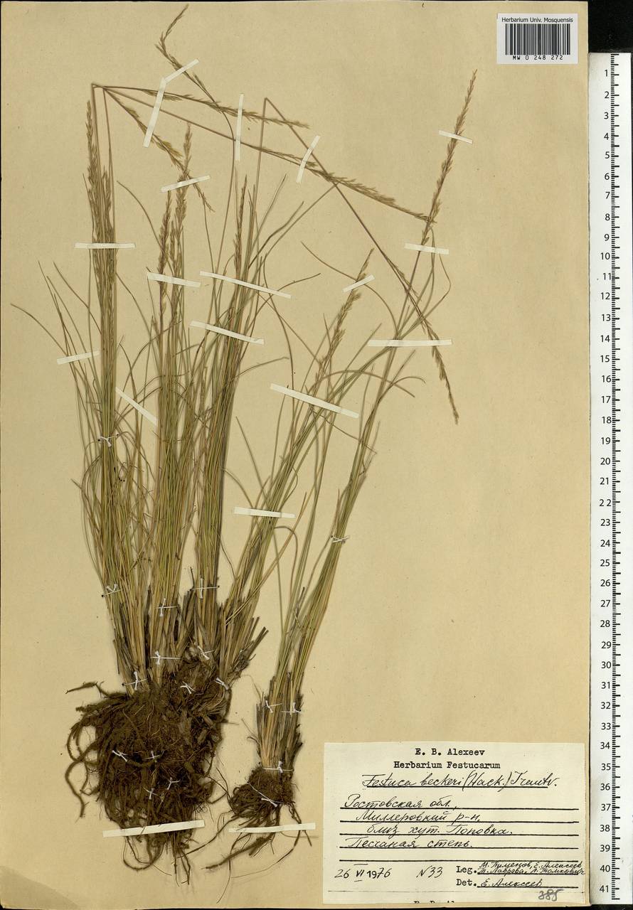 Festuca beckeri (Hack.) Trautv., Eastern Europe, Rostov Oblast (E12a) (Russia)